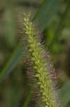 Yellow foxtail